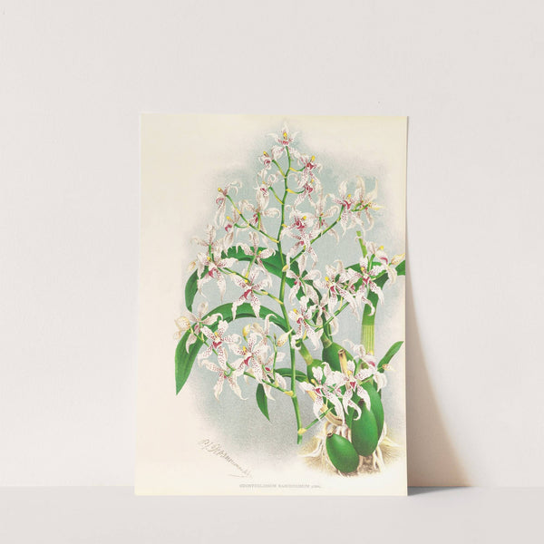 Odontoglossum ramosissimum by Jean Jules Linden