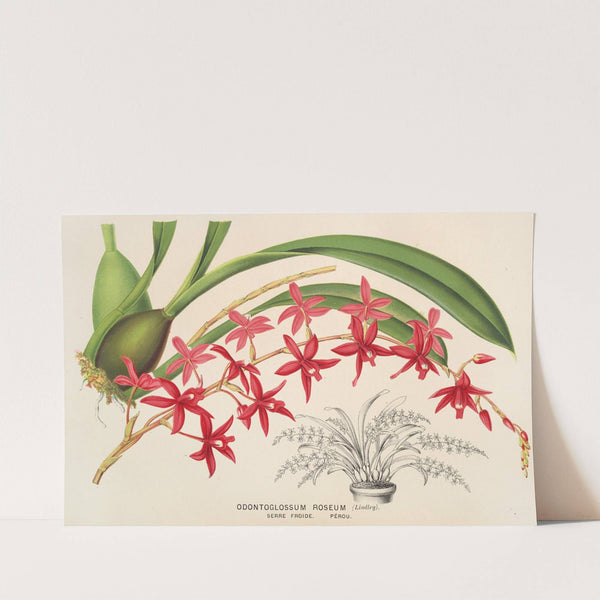 Odontoglossum roseum by Charles Antoine Lemaire