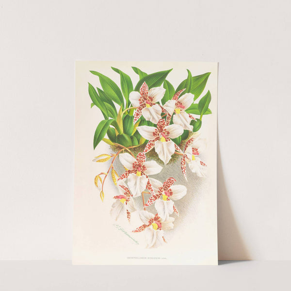 Odontoglossum rubescens by Jean Jules Linden