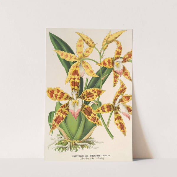 Odontoglossum triumphans by Charles Antoine Lemaire