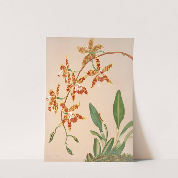 Odontoglossum Triumphans by Harriet Stewart Miner