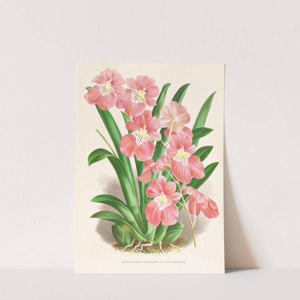 Odontoglossum Vexillarium by Jean Jules Linden