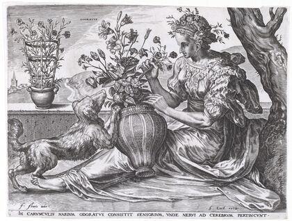 Odoratus (1561)