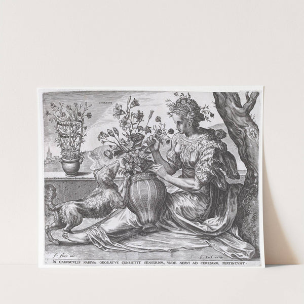 Odoratus (1561) by Cornelis Cort