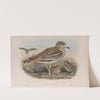 Oedicnemus crepitans. (1862-1873) by John Gould