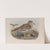 Oedicnemus crepitans. (1862-1873) by John Gould