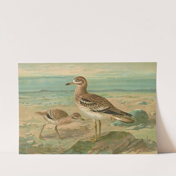 Oedicnemus oedicnemus by Johann Friedrich Naumann