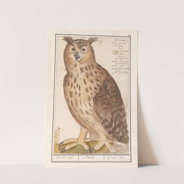 Oehoe (Bubo bubo) Nacht-uijl. Bubo. Grand Duc (1596-1610) by Anselmus Boëtius de Boodt