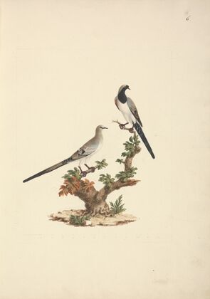 Oena capensis (Namaqua Dove)