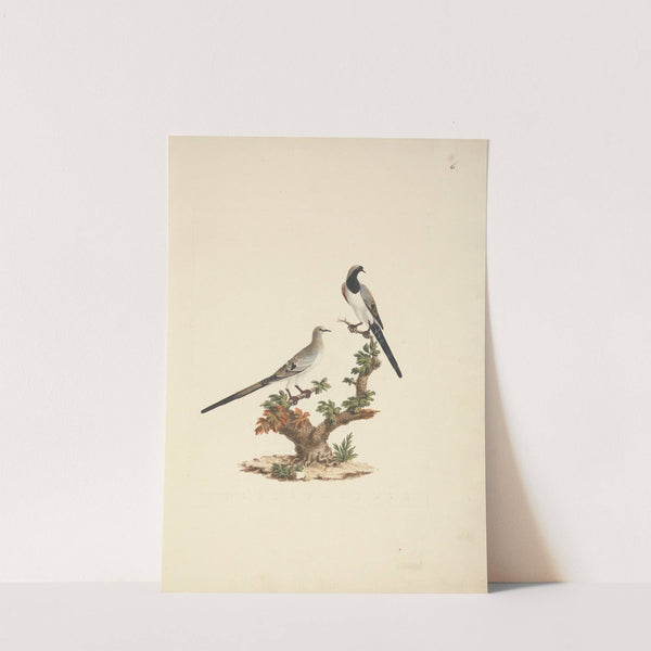 Oena capensis (Namaqua Dove) by Luigi Balugani