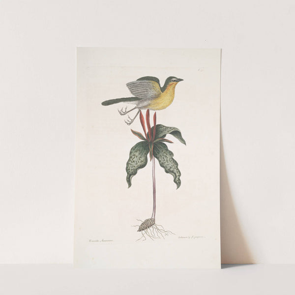 Oenanthe Americana, The yellow breasted Chat; Solanum &c. by Mark Catesby