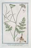 Oenanthe Apii folii – Oenanthe, o filipendula minore. (Water dropwort)