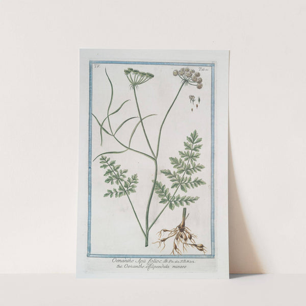 Oenanthe Apii folii - Oenanthe, o filipendula minore. (Water dropwort) by Giorgio Bonelli