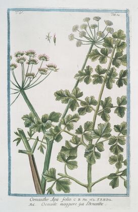 Oenanthe Apii folio – Oenante maggiore – Loenanthe. (Water dropwort)