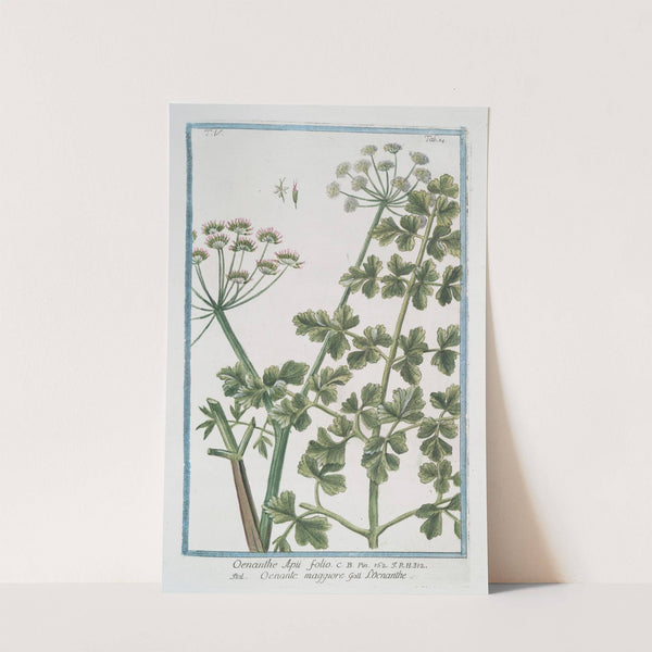 Oenanthe Apii folio - Oenante maggiore - Loenanthe. (Water dropwort) by Giorgio Bonelli