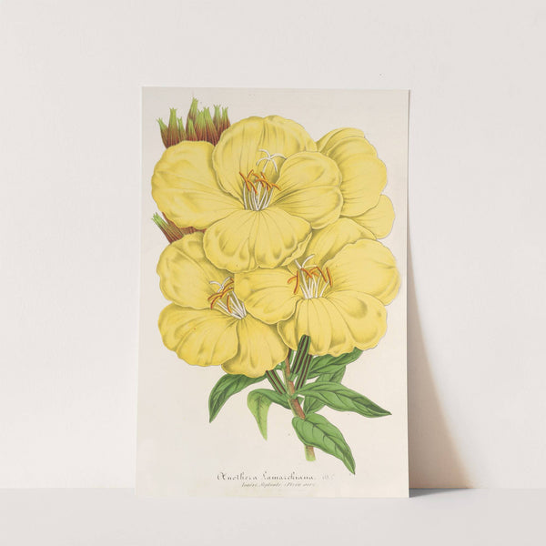 OEnothera Lamarckiana by Charles Antoine Lemaire