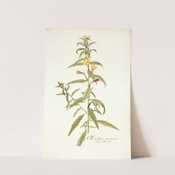 Oenothera nocturna by Nikolaus Joseph Freiherr von Jacquin