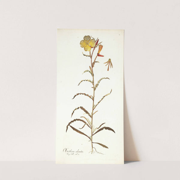 Oenothera odorata by Nikolaus Joseph Freiherr von Jacquin