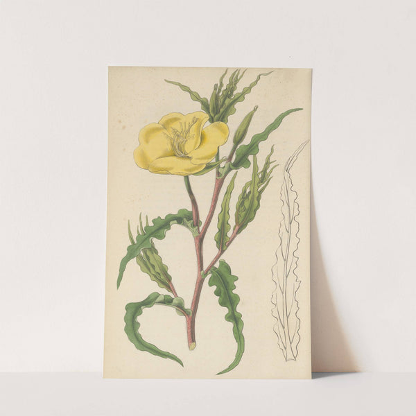 Oenothera odorata by William Jackson Hooker