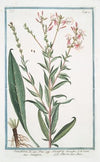 Oenothera – Onagra – L’Herbe aux Anes. (Evening Primerose, Sundrops, Suncups)