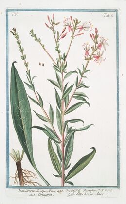 Oenothera – Onagra – L’Herbe aux Anes. (Evening Primerose, Sundrops, Suncups)