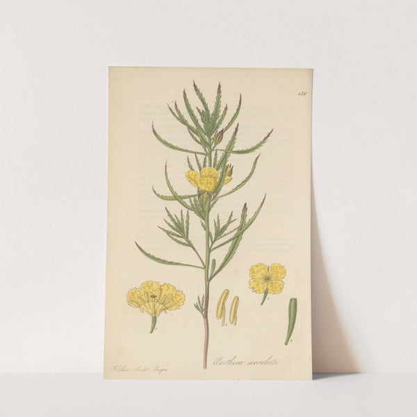 Oenothera serrulata by William Jackson Hooker