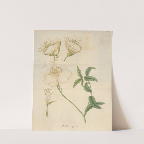 Oenothera speciosa by William Jackson Hooker