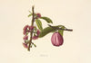 Ohia-Ai (1885)
