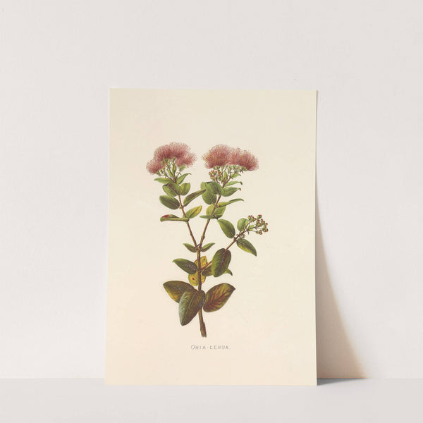Ohia-Lehua (1885) by Isabella McHutcheson Sinclair