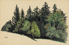 Ohne Titel (Waldstück)