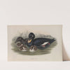 Oidemia fusca. Velvet Scoter. (1862-1873) by John Gould