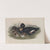 Oidemia fusca. Velvet Scoter. (1862-1873) by John Gould