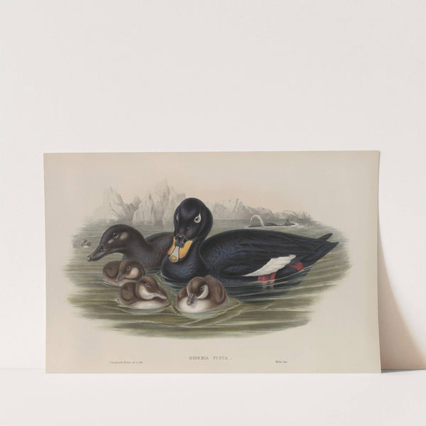 Oidemia fusca. Velvet Scoter. (1862-1873) by John Gould