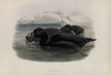 Oidemia nigra. Scoter. (1862-1873)