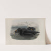 Oidemia nigra. Scoter. (1862-1873) by John Gould