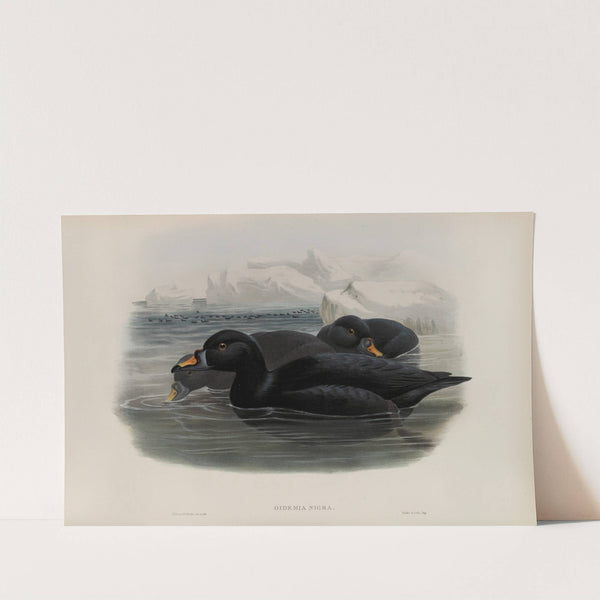 Oidemia nigra. Scoter. (1862-1873) by John Gould