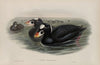 Oidemia perspicillata. Surf Scoter. (1862-1873)