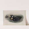Oidemia perspicillata. Surf Scoter. (1862-1873) by John Gould