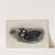 Oidemia perspicillata. Surf Scoter. (1862-1873) by John Gould