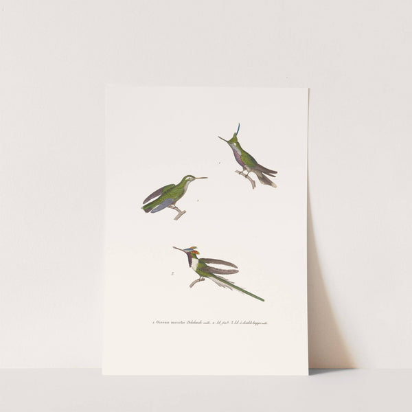 Oiseau-Mouche Lalande by Coenraad Jacob Temminck