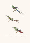 Oiseau-Mouche Langsdorff