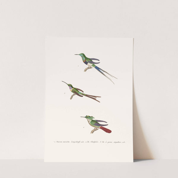 Oiseau-Mouche Langsdorff by Coenraad Jacob Temminck