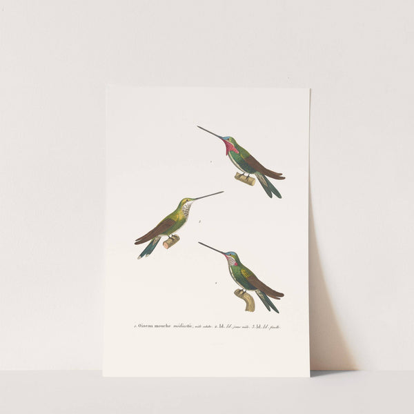 Oiseau Mouche Médiastin by Coenraad Jacob Temminck