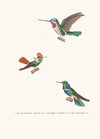 Oiseau-Mouche Superbe