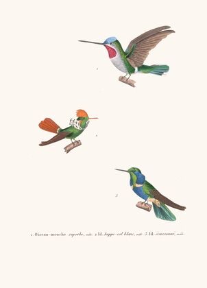 Oiseau-Mouche Superbe