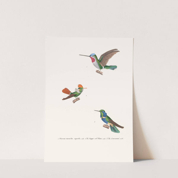 Oiseau-Mouche Superbe by Coenraad Jacob Temminck