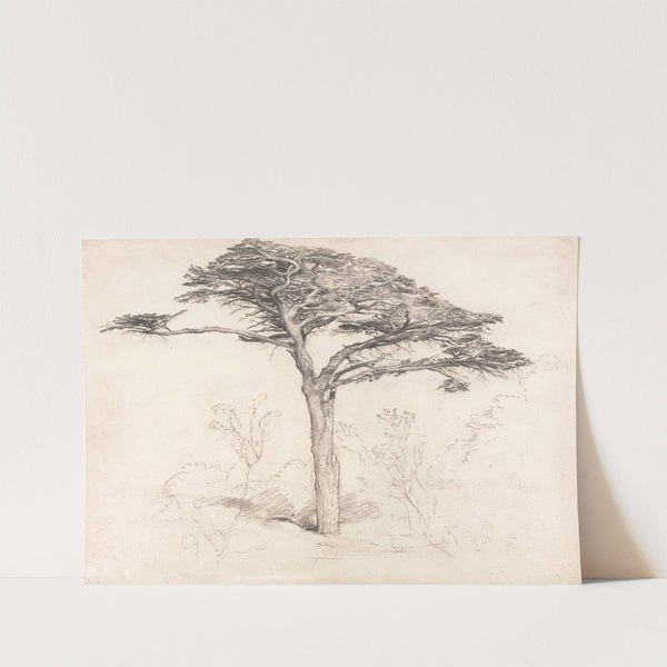 Old Cedar Tree in Botanic Garden, Chelsea by Samuel Palmer