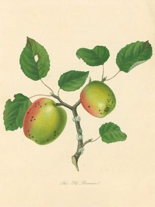 Old Pearmain (1811)