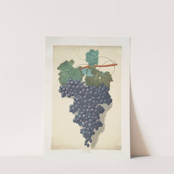 Old St. Peters (Old St. Petre grape). (1812) by George Brookshaw