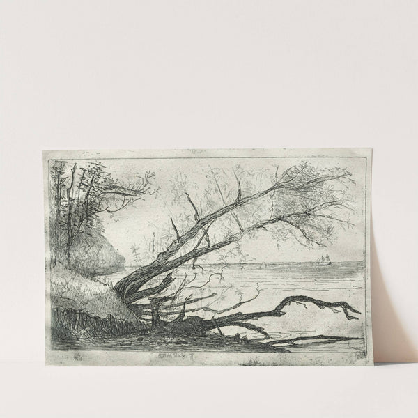 Old Sycamore by Otto Henry Bacher